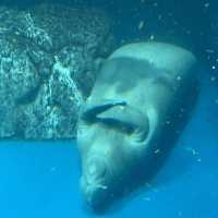 【週末の旅】鳥羽水族館