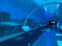 Underwater Theme Park, S.E.A Aquarium SG