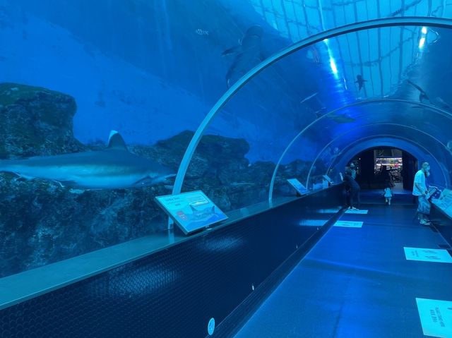 Underwater Theme Park, S.E.A Aquarium SG