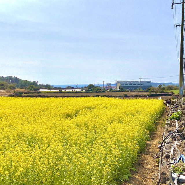 2월에 가기좋은, 제주 산방산 유채꽃밭🌼