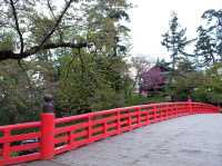 賞櫻花勝地｜弘前公園🌸🌸