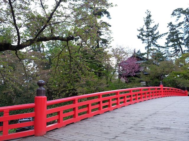 賞櫻花勝地｜弘前公園🌸🌸