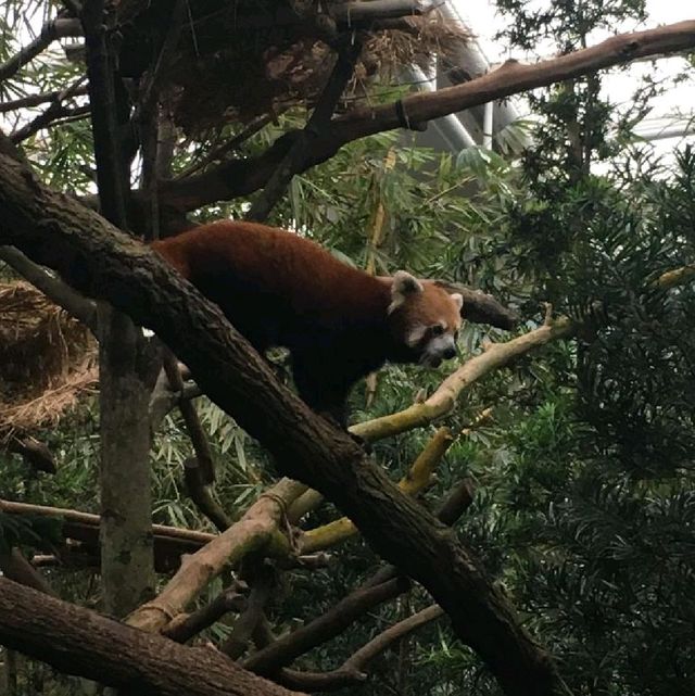 The Wildlife Lovers - Singapore Zoo