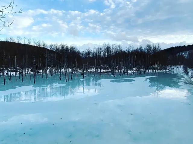 冬天下北海道美瑛青池，白鬚瀑布❄️☃️