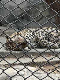 來泰國Safari World當一天動物飼養員吧！