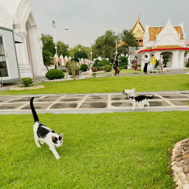 曼谷優雅恬靜雲石寺🏛️貓貓花園🐈🏡