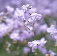 ทุ่งดอกหงอนนาค 💜สีม่วงฟรุ๊งฟริ๊ง สวยหวานใจละลาย