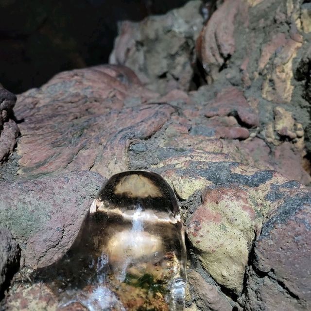 【山梨】富士山のお腹に入れる！洞窟～船津胎内樹型