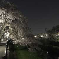 野川桜並木