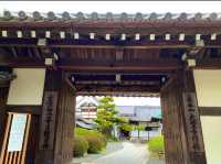 京都　KYOTO SAKURAめぐり❗️大覚寺の桜に感動❗️