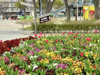 名城公園＆名古屋城でお花見🌸🌸