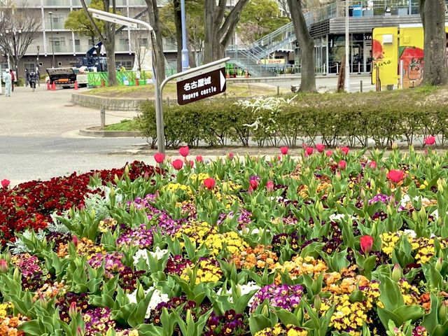 名城公園＆名古屋城でお花見🌸🌸