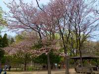 札幌　SAKURA 桜めぐり❗️円山公園の桜に感動❗️