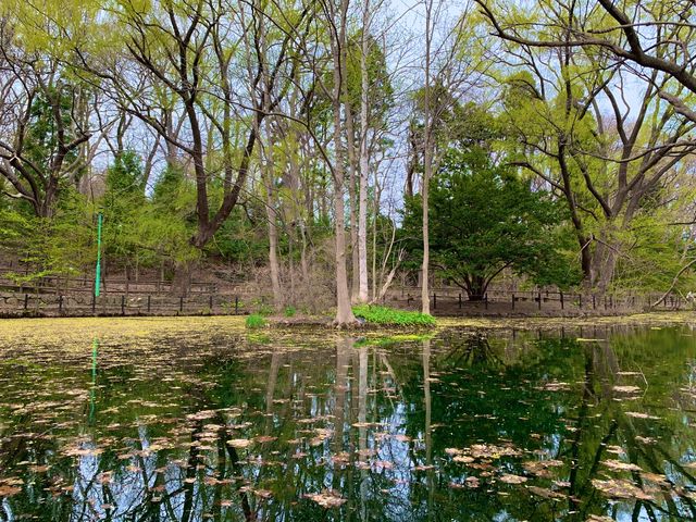 札幌　SAKURA 桜めぐり❗️円山公園の桜に感動❗️