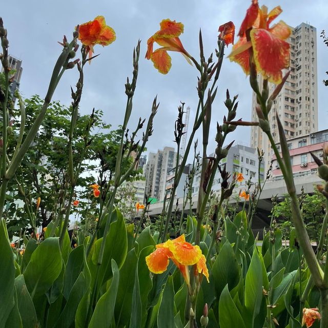 土瓜灣的花花世界