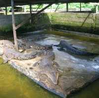 Ecotourism Attractions Crocodiles Farm