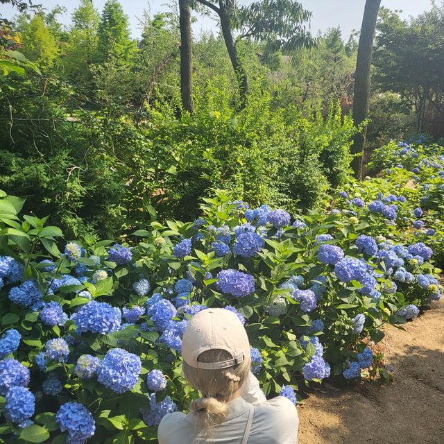 수국철이 왔어요, 충남 태안 청산수목원 ! 