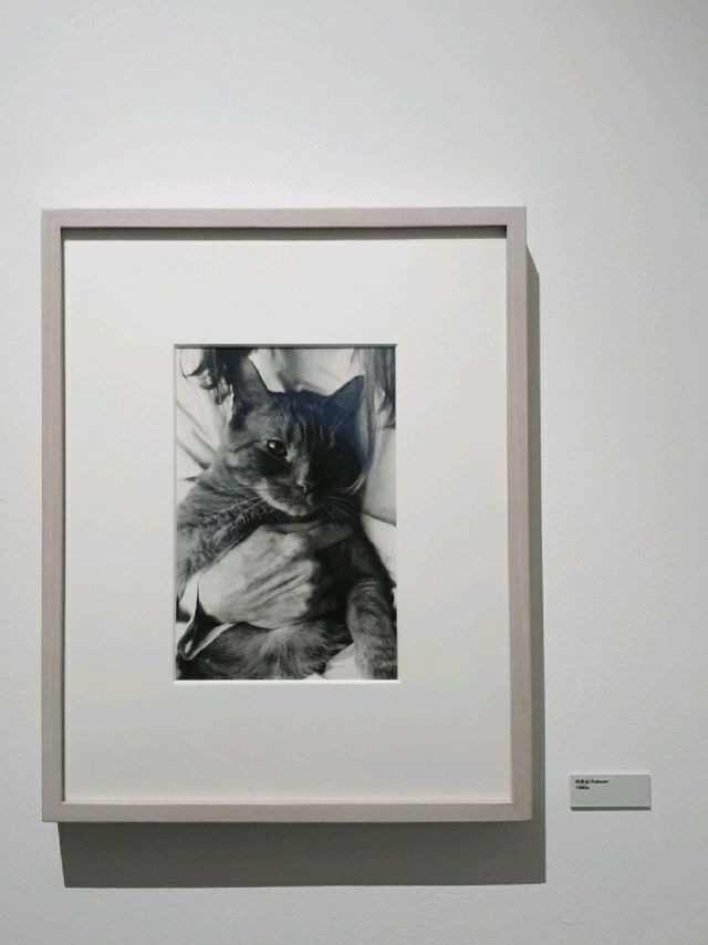 피크닉 전시관에서 관람하는 사울레이터 (Saul Leiter)