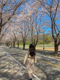아는 사람들만 간다는 벚꽃 명소 🌸