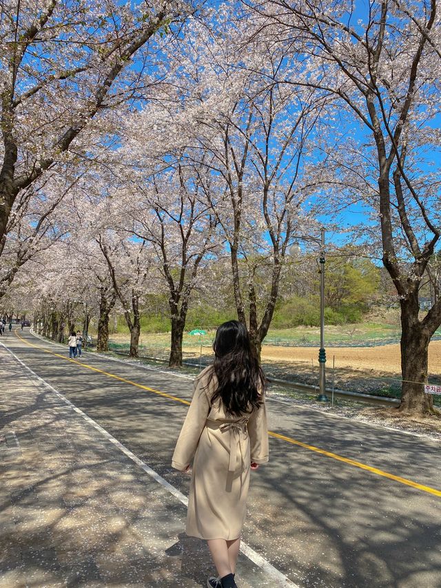 아는 사람들만 간다는 벚꽃 명소 🌸