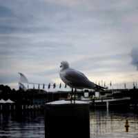 The Popular Sydney Darling Habour