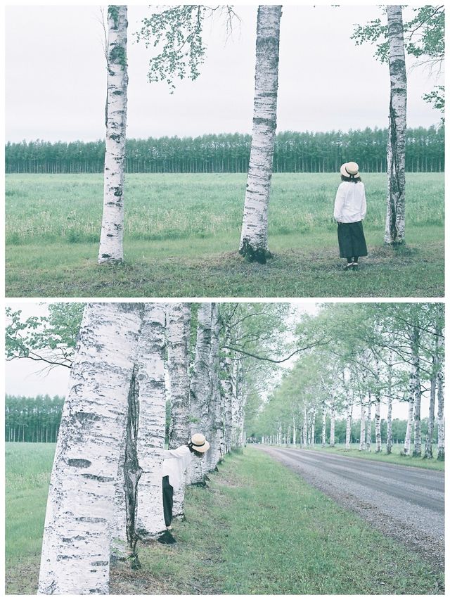 北海道＊十勝牧場 白樺の並木道