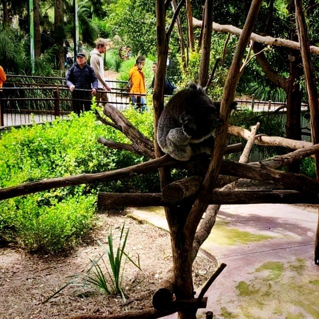 The Melbourne Zoo Located Near The City