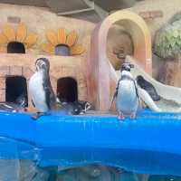 🇰🇷 COEX Aquarium Penguin Island