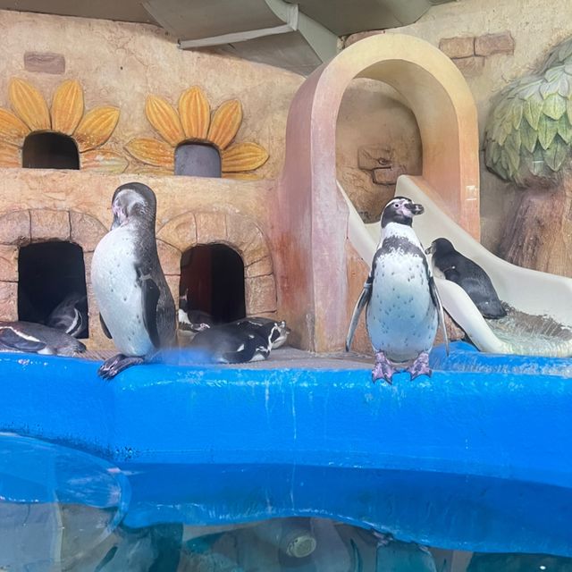 🇰🇷 COEX Aquarium Penguin Island