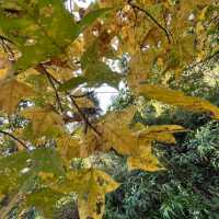 第1站: 大棠楓香林(紅葉篇)