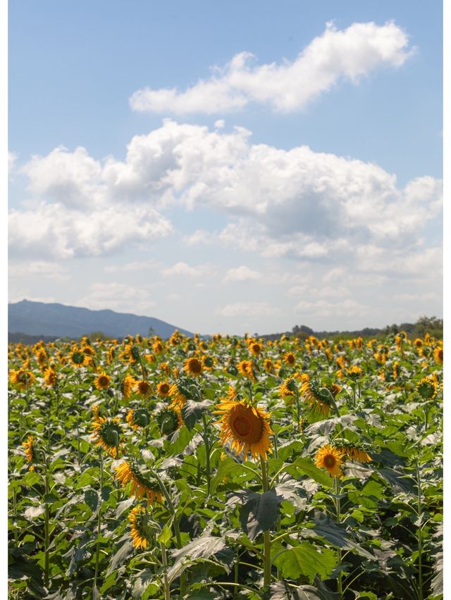 지나간 해바라기 리뷰합니다 <호로고루>