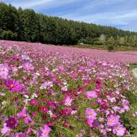 北海道遠軽町　日本最大級のコスモス畑