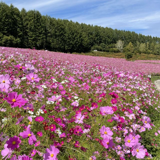 北海道遠軽町　日本最大級のコスモス畑