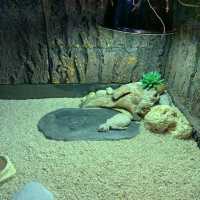 屯門公園隱秘高質爬蟲館