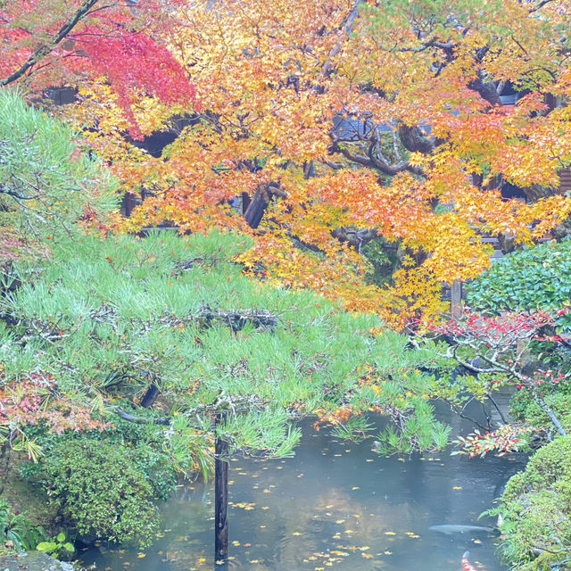 京都で彩色の紅葉を見るなら