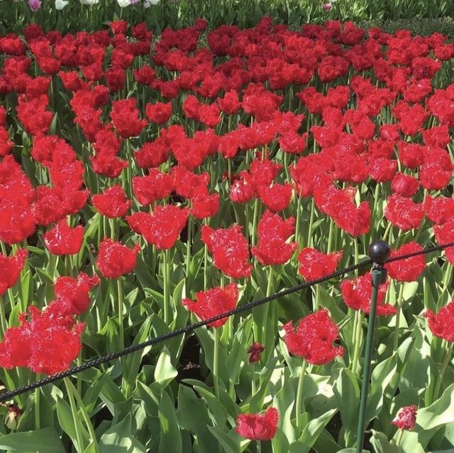 Keukenhof超令花海😌荷蘭🇳🇱必去