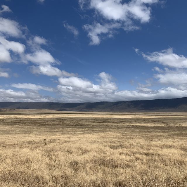 Wildlifes at their best, Ngorongoro