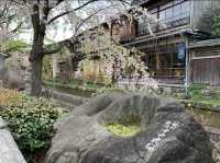 京都　KYOTO SAKURAめぐり❗️祇園白川の桜に感動❗️