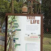 Nature hiking trail to Bukit Timah Hill