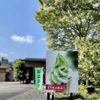 杉山のぐり茶か、市川のぐり茶か