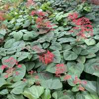 賞花好地方「蝴蝶灣公園」