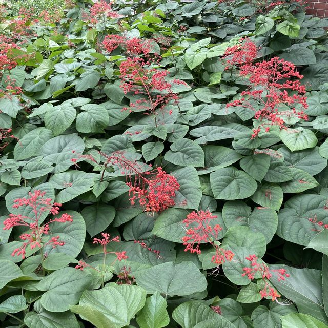 賞花好地方「蝴蝶灣公園」