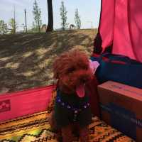 도심 속의 캠핑, ⛺️천안 신방공원에서 반려견과 즐기는 여름 소풍