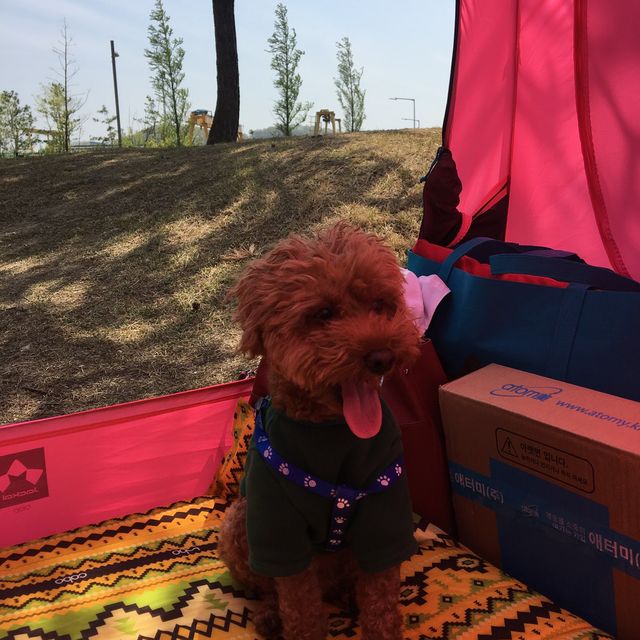 도심 속의 캠핑, ⛺️천안 신방공원에서 반려견과 즐기는 여름 소풍