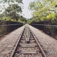 Scenic Walk to Bukit Timah Nature Reserve