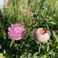 Flower Farm Up North - Atok, Benguet