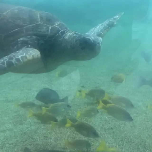 八景島シーパラダイス 水族館