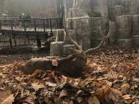 【旭川】北海道の動物が見られる！旭川市旭山動物園をご紹介