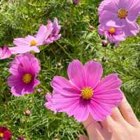 가을 하면 제일 먼저 생각나는 꽃 코스모스🌸