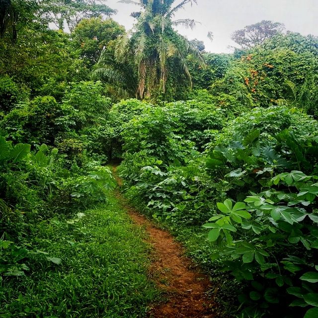 A hike loop from macritchie